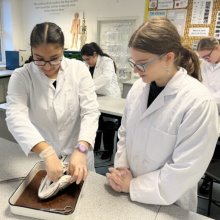 Dissecting Fish Heads